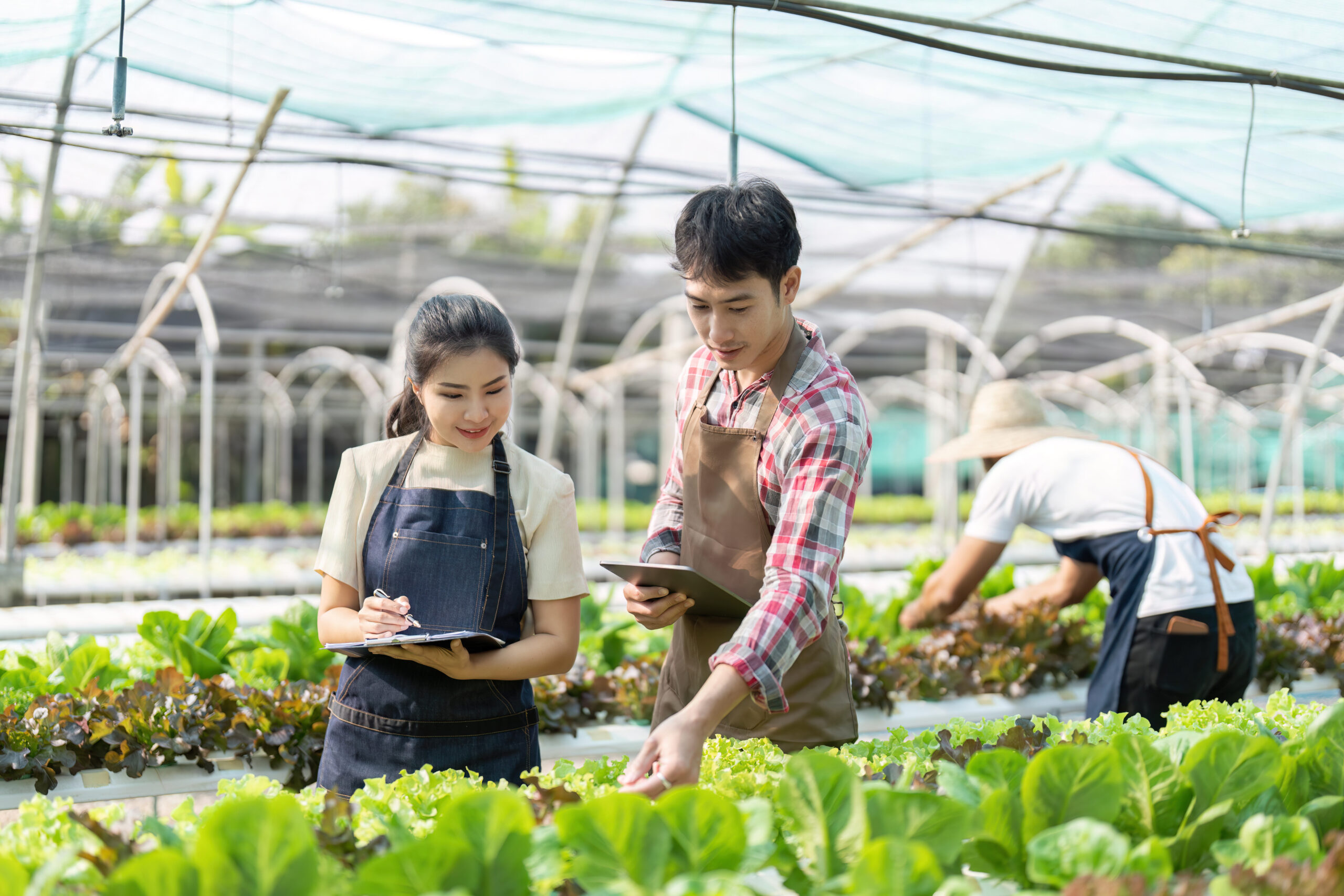 Asian woman and man farmer working together in organic hydroponic salad vegetable farm using tablet inspect quality of lettuce in greenhouse garden